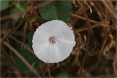 Ipomoea marginata